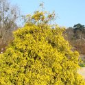 Chamaecyparis pisifera 'Filifera Aurea' (2)